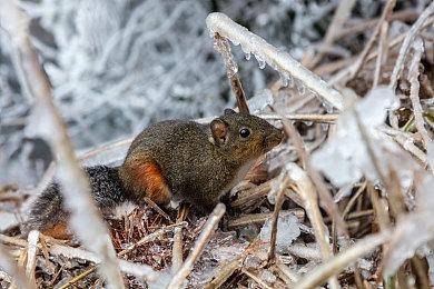 Steam最上头的像素风小游戏RPG《魔釜小女巫》现已正式上线！